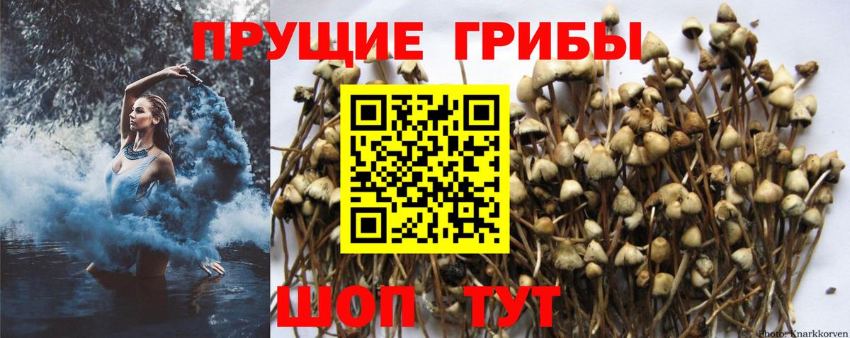 Галлюциногенные грибы GOLDEN TEACHER  Галлюциногенные грибы Psilocybe  Вход с VPN  Калуга 